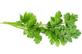 Coriander - Tray