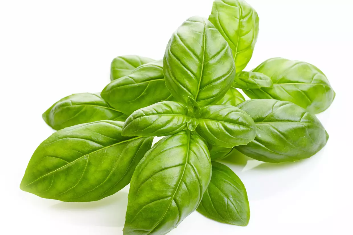 Basil - Tray